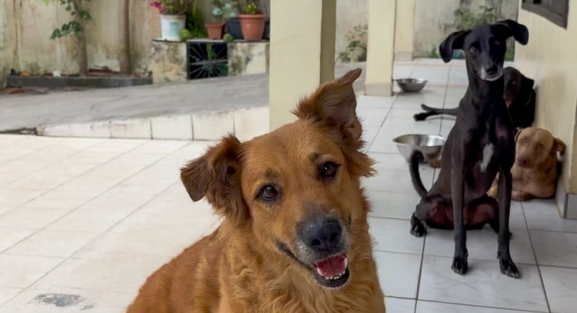 Capa da noticia Defensoria explica que proteção animal é um dever de todos e alerta sobre crimes de maus-tratos